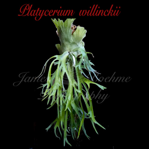 Platycerium  willinckii